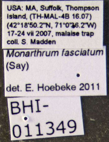 Media type: image;   Entomology 604568 Aspect: labels